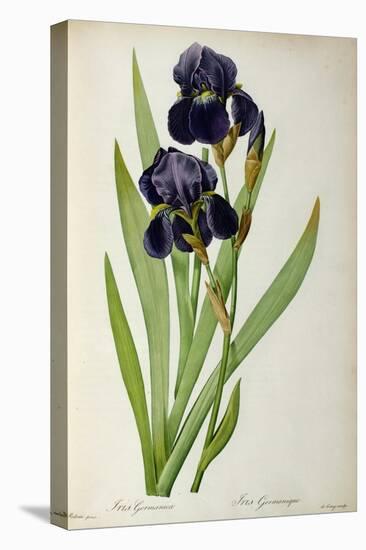 Iris Germanica, from Les Liliacees-Pierre-Joseph Redouté-Premier Image Canvas