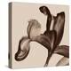 Iris I Sepia on Beige-David Pollard-Stretched Canvas