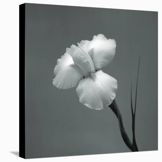 Iris II-Tom Artin-Stretched Canvas