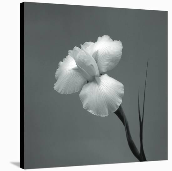 Iris II-Tom Artin-Stretched Canvas
