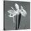 Iris III-Tom Artin-Stretched Canvas