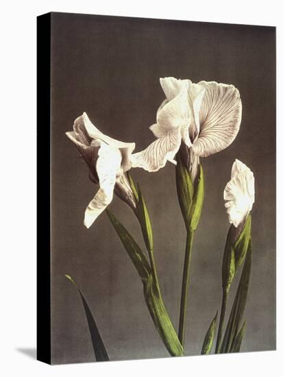 Iris Kaempferi, 19th Century-Ogawa Kazuma-Premier Image Canvas