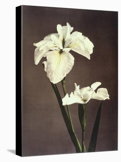 Iris Kaempferi, 19th Century-Ogawa Kazuma-Premier Image Canvas