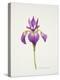 Iris laevitigata-Sally Crosthwaite-Premier Image Canvas