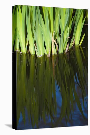 Iris Leaves in Shallow Pond Water-Anna Miller-Premier Image Canvas