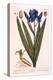 Iris, Plate 69 from 'A Curious Herbal', Published 1782-Elizabeth Blackwell-Premier Image Canvas