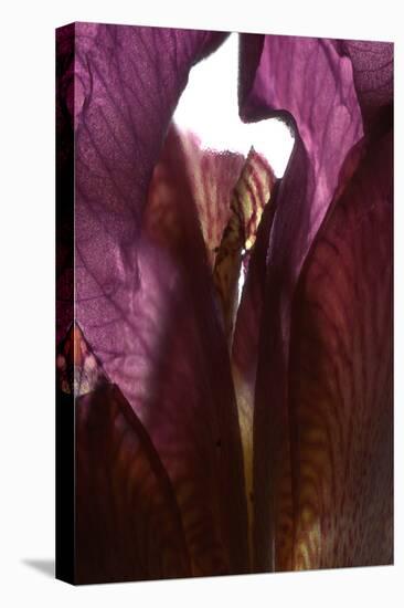 Iris Shrine Purple, 2011-Julia McLemore-Premier Image Canvas
