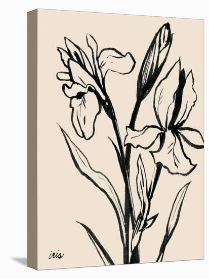 Iris Sketch IV-Grace Popp-Stretched Canvas