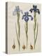 Iris xiphiodes From The Album Gottorfer Codex, c.1650-Hans Simon Holtzbecher-Premier Image Canvas