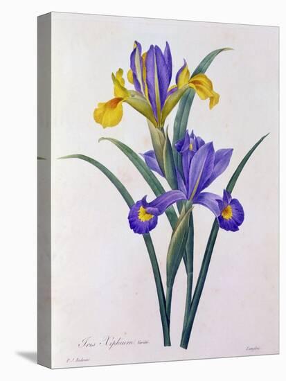 Iris Xiphium (Coloured Engraving)-Pierre-Joseph Redouté-Premier Image Canvas
