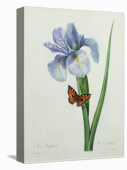 Iris Xiphium, Engraved by Langlois, from 'Choix Des Plus Belles Fleurs', 1827-Pierre-Joseph Redouté-Premier Image Canvas