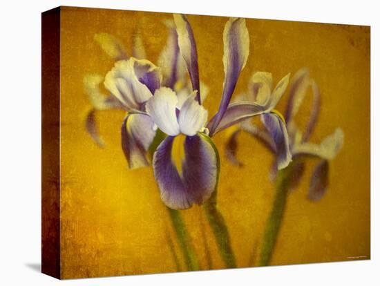 Iris-Irene Suchocki-Premier Image Canvas