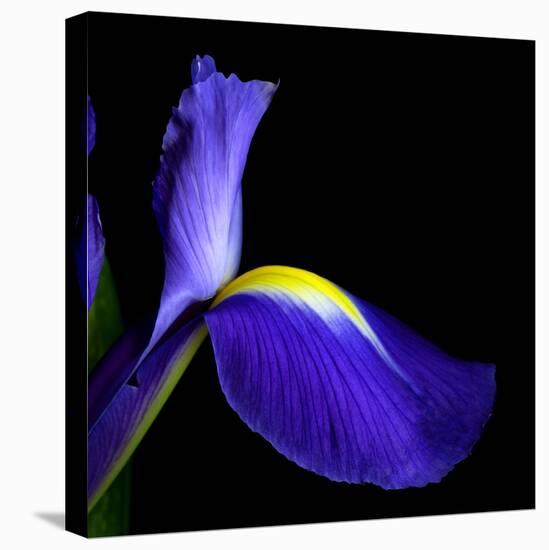 iris-Magda Indigo-Premier Image Canvas