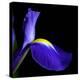 iris-Magda Indigo-Premier Image Canvas