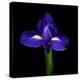 iris-Magda Indigo-Premier Image Canvas