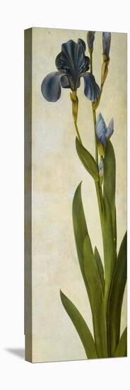 Iris-Albrecht Dürer-Premier Image Canvas