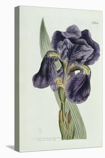 Iris-William Curtis-Premier Image Canvas