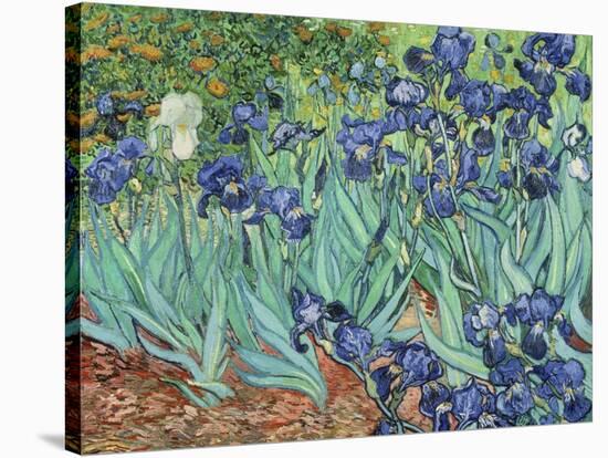 Irises, 1889-Vincent van Gogh-Premier Image Canvas