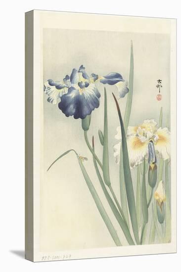 Irises, 1900-36 (Colour Woodcut)-Koson Ohara-Premier Image Canvas