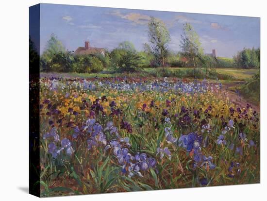 Irises and Burgate Green-Timothy Easton-Premier Image Canvas