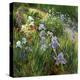 Irises and Oxeye Daisies, 1997-Timothy Easton-Premier Image Canvas