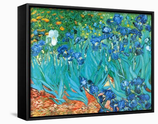 Irises, c.1889-Vincent van Gogh-Stretched Canvas