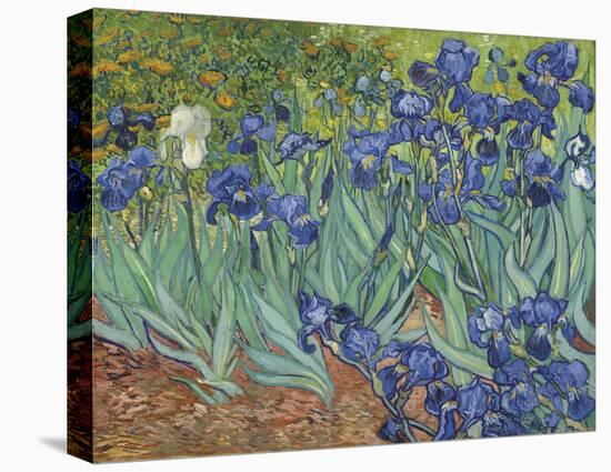 Irises in the Garden-Vincent van Gogh-Stretched Canvas