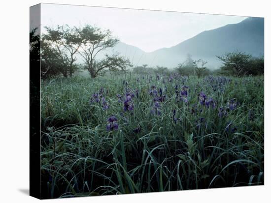 Irises-null-Premier Image Canvas