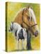 Irish Cob-Barbara Keith-Premier Image Canvas