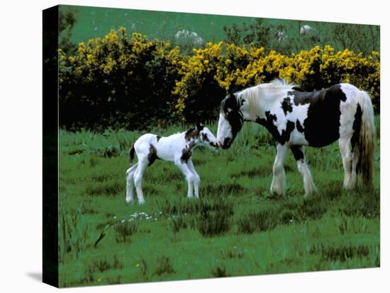 Irish Colt and Mother, County Cork, Ireland-Marilyn Parver-Premier Image Canvas