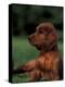 Irish / Red Setter Puppy Lying on Grass-Adriano Bacchella-Premier Image Canvas