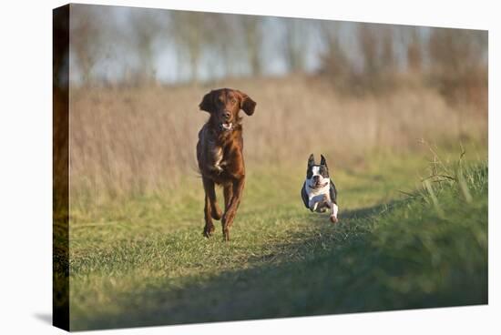 Irish Setter and Boston Terrier Running-null-Premier Image Canvas