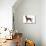 Irish Setter in Studio-null-Premier Image Canvas displayed on a wall