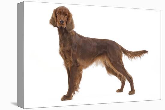 Irish Setter in Studio-null-Premier Image Canvas