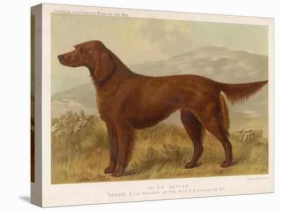 Irish Setter on the Moors-null-Stretched Canvas