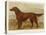 Irish Setter on the Moors-null-Stretched Canvas