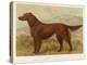 Irish Setter on the Moors-null-Stretched Canvas
