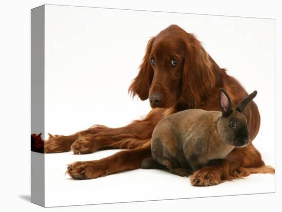 Irish Setter with Dwarf Rex Rabbit-Jane Burton-Premier Image Canvas