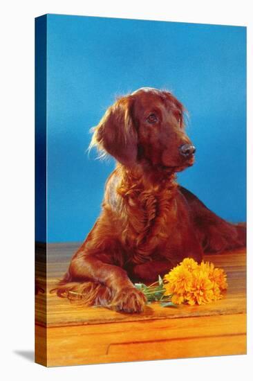 Irish Setter with Flowers-null-Stretched Canvas