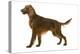 Irish Setter-null-Premier Image Canvas