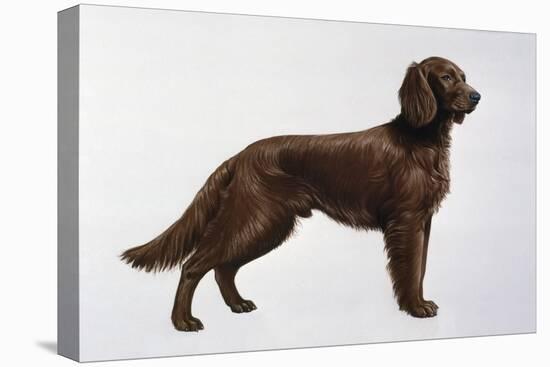 Irish Setters-Harro Maass-Premier Image Canvas