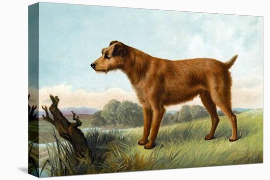 Irish Terrier-Vero Shaw-Stretched Canvas