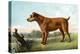 Irish Terrier-Vero Shaw-Stretched Canvas