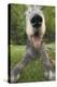 Irish Wolfhound, Close-Up of Head and Nose-null-Premier Image Canvas