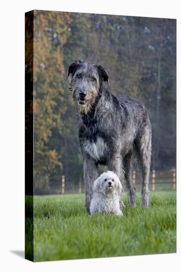 Irish Wolfhound with Maltese Dog-null-Premier Image Canvas