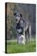 Irish Wolfhound with Maltese Dog-null-Premier Image Canvas