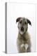 Irish Wolfhound-null-Premier Image Canvas