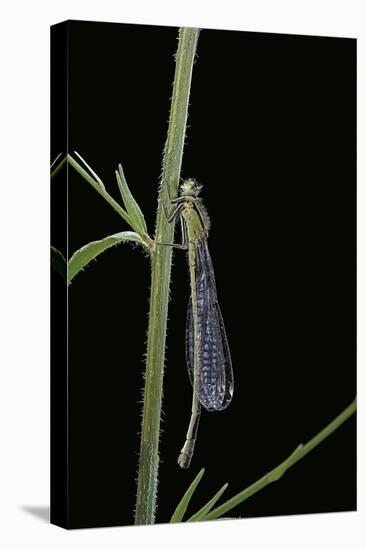 Ischnura Elegans (Blue-Tailed Damselfly)-Paul Starosta-Premier Image Canvas