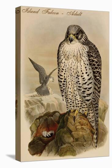 Island Falcon - Adult-John Gould-Stretched Canvas