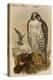 Island Falcon - Adult-John Gould-Stretched Canvas